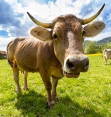 cow in grassy field