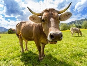 cow in grassy field