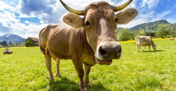 cow in grassy field