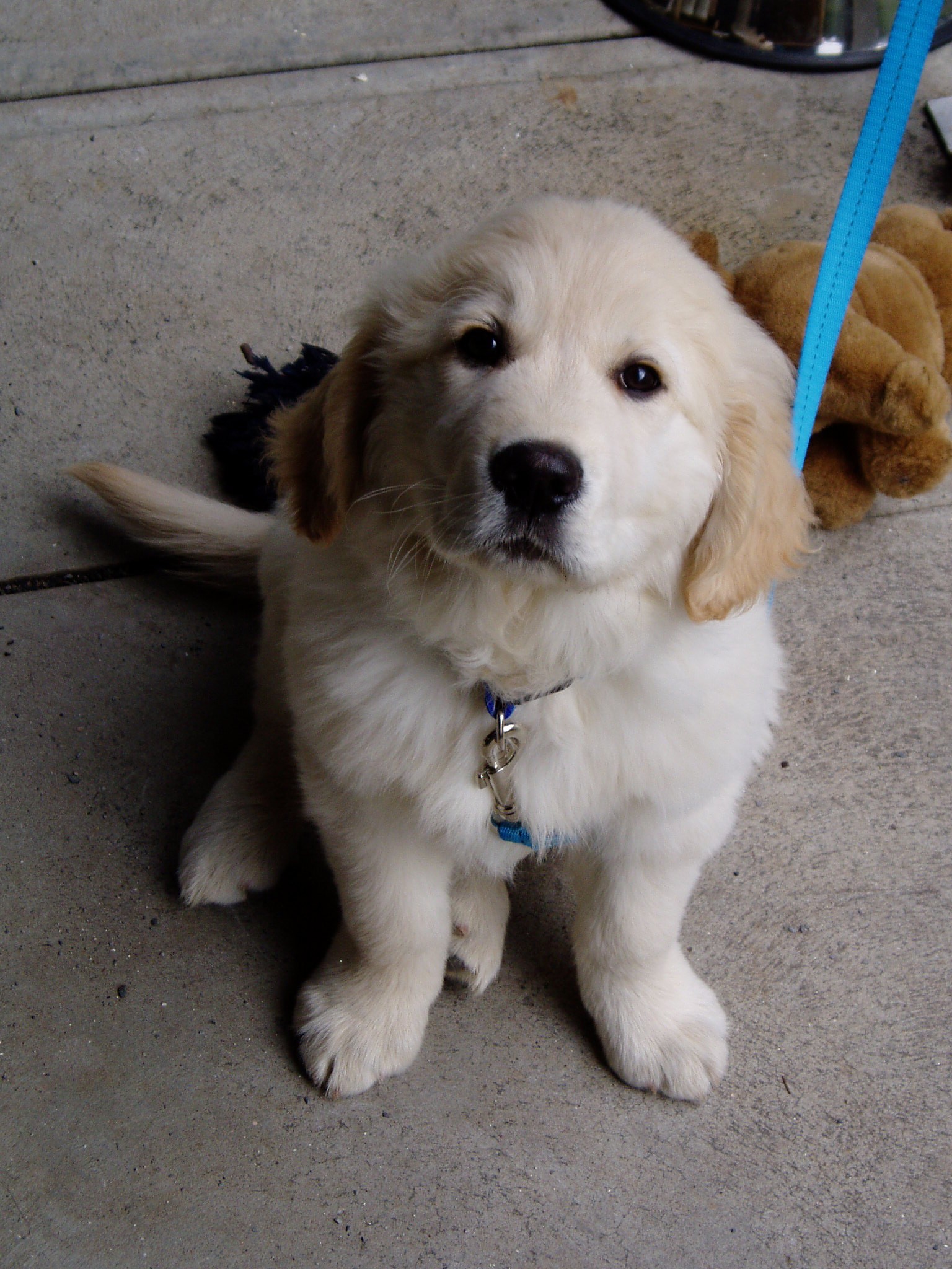 Cute Cream Color Dog Looking at Camera