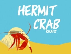 Take Our Hermit Crab Quiz!