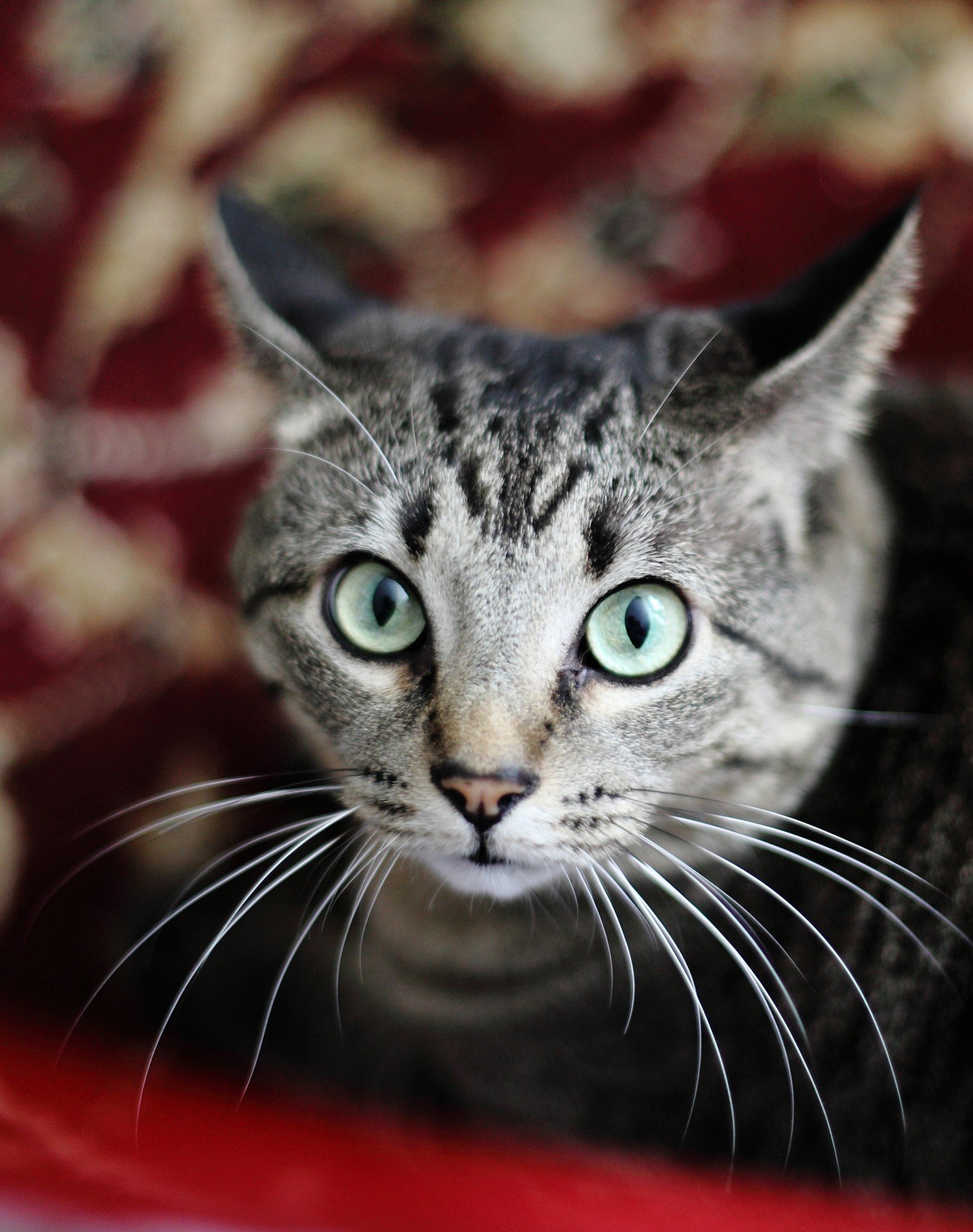 Pretty Gray Cat