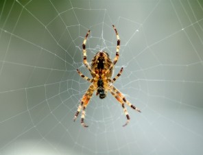 5 Reasons to Love Spiders