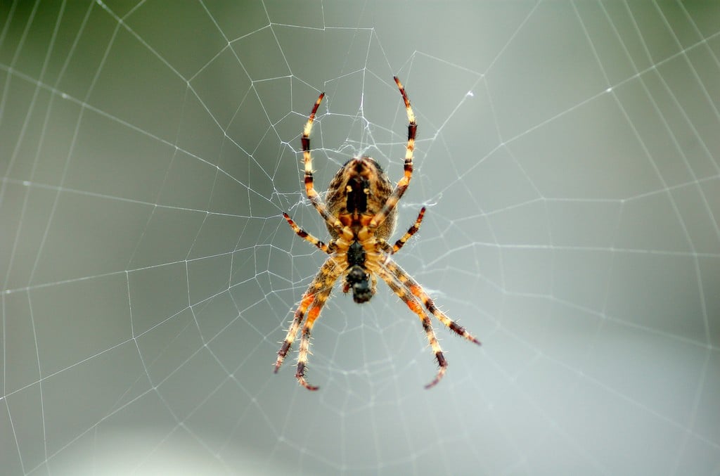 Spider on Web