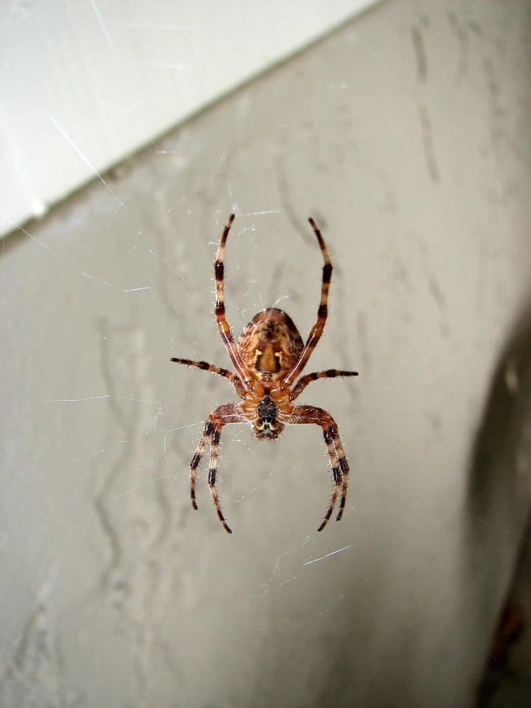 Spider