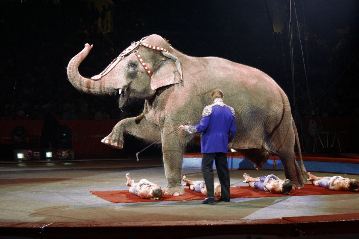 what's-wrong-with-circuses-1