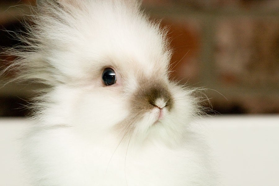 White Bunny Rabbit