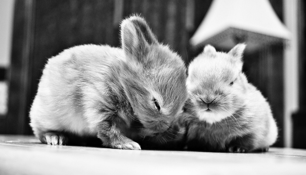 Two Baby Bunnies