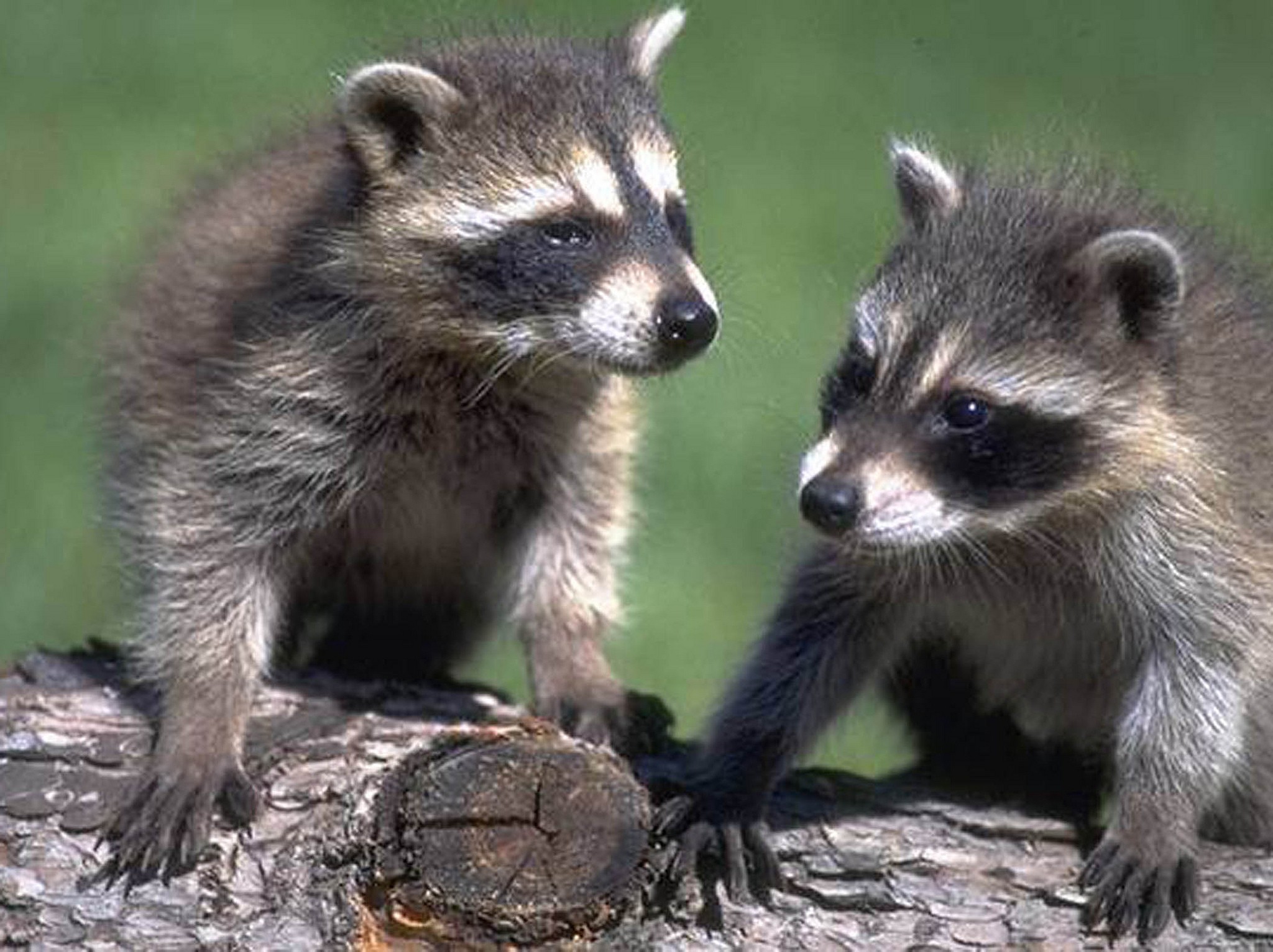 Two Raccoons