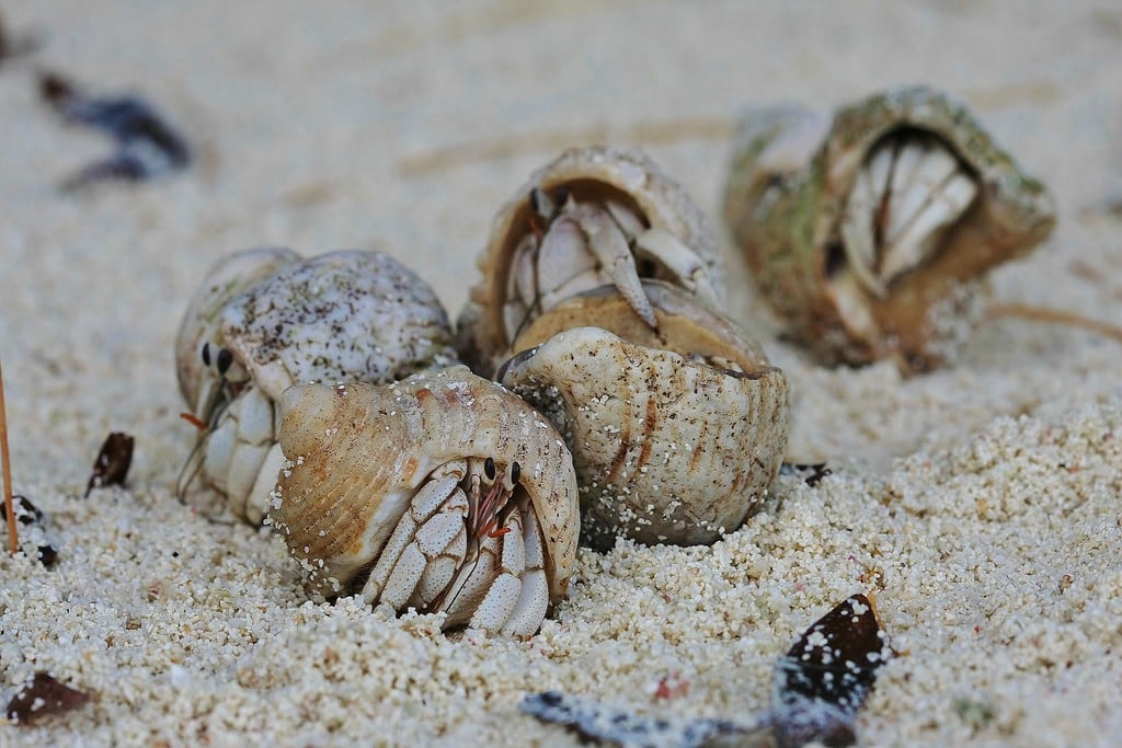 Hermit Crabs in Sand