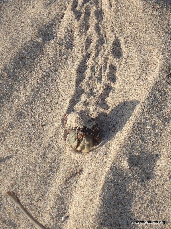 Hermit Crab in Sand