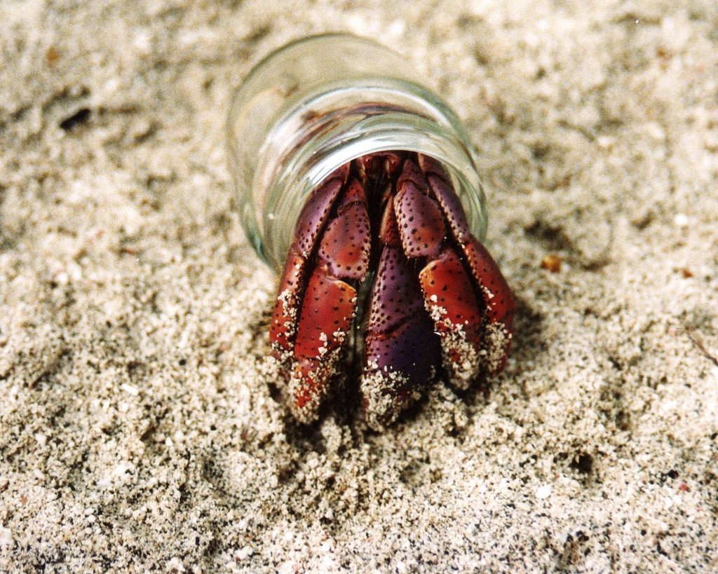 Hermit crab in sand