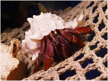 Hermit Crab on Net