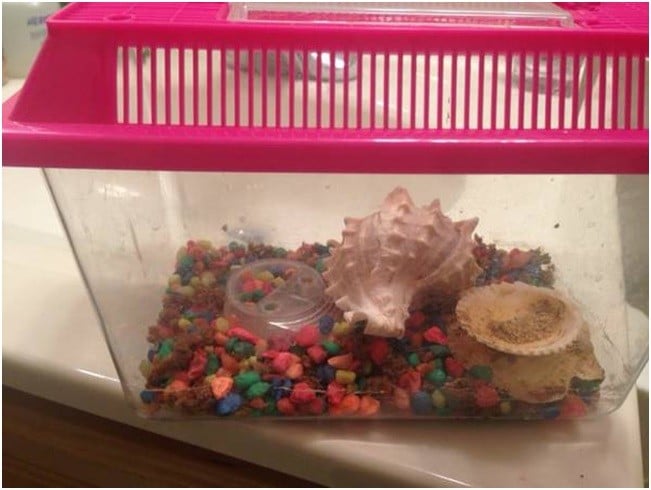 Hermit Crabs in Small Tank