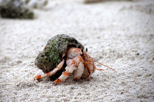 Hermit Crab in Sand