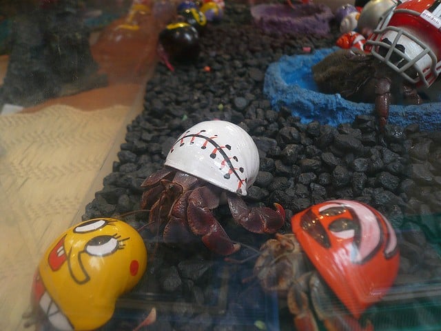 Hermit Crabs in Tank With Painted Shells