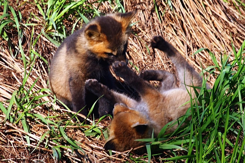 Two Baby Foxes Playing