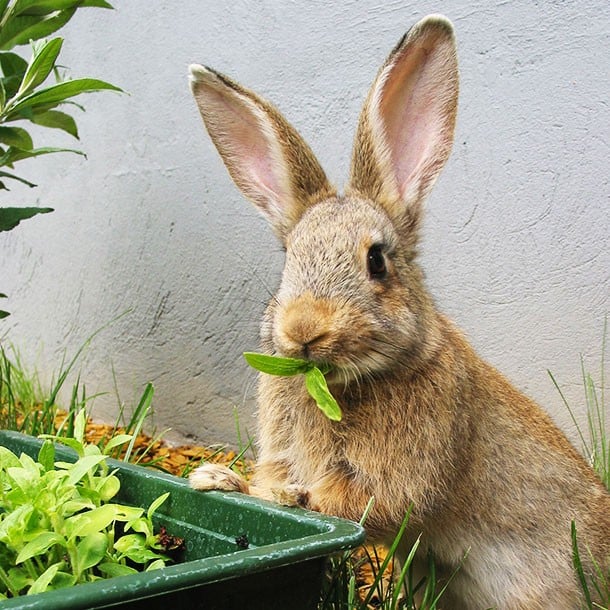 Rabbit Eating Plant