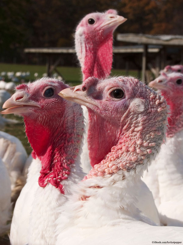 Three Turkeys