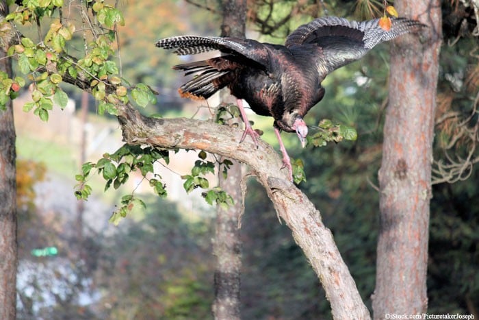 Turkey in Tree