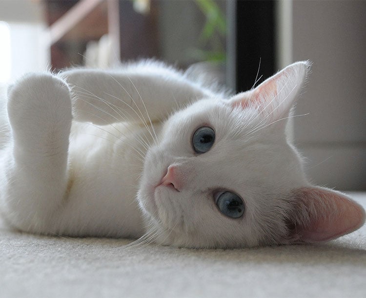 White Cat Laying on Back