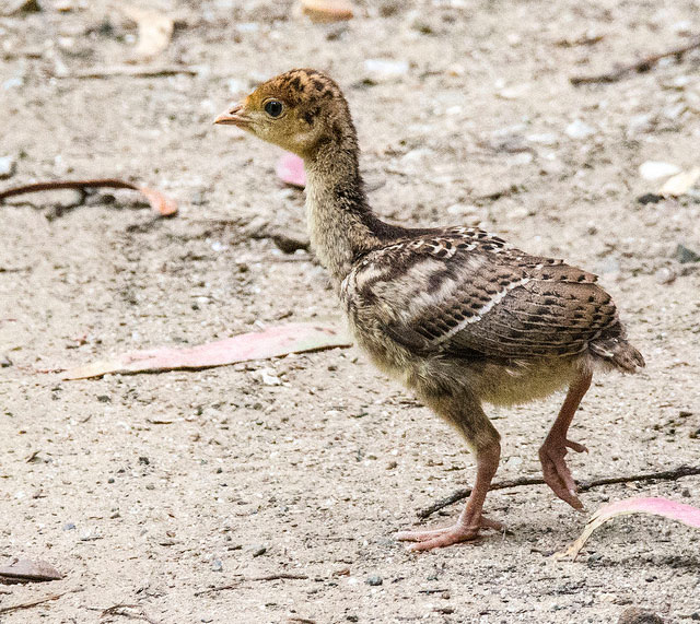 Baby Turkey