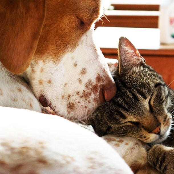Cat and Dog Snuggling