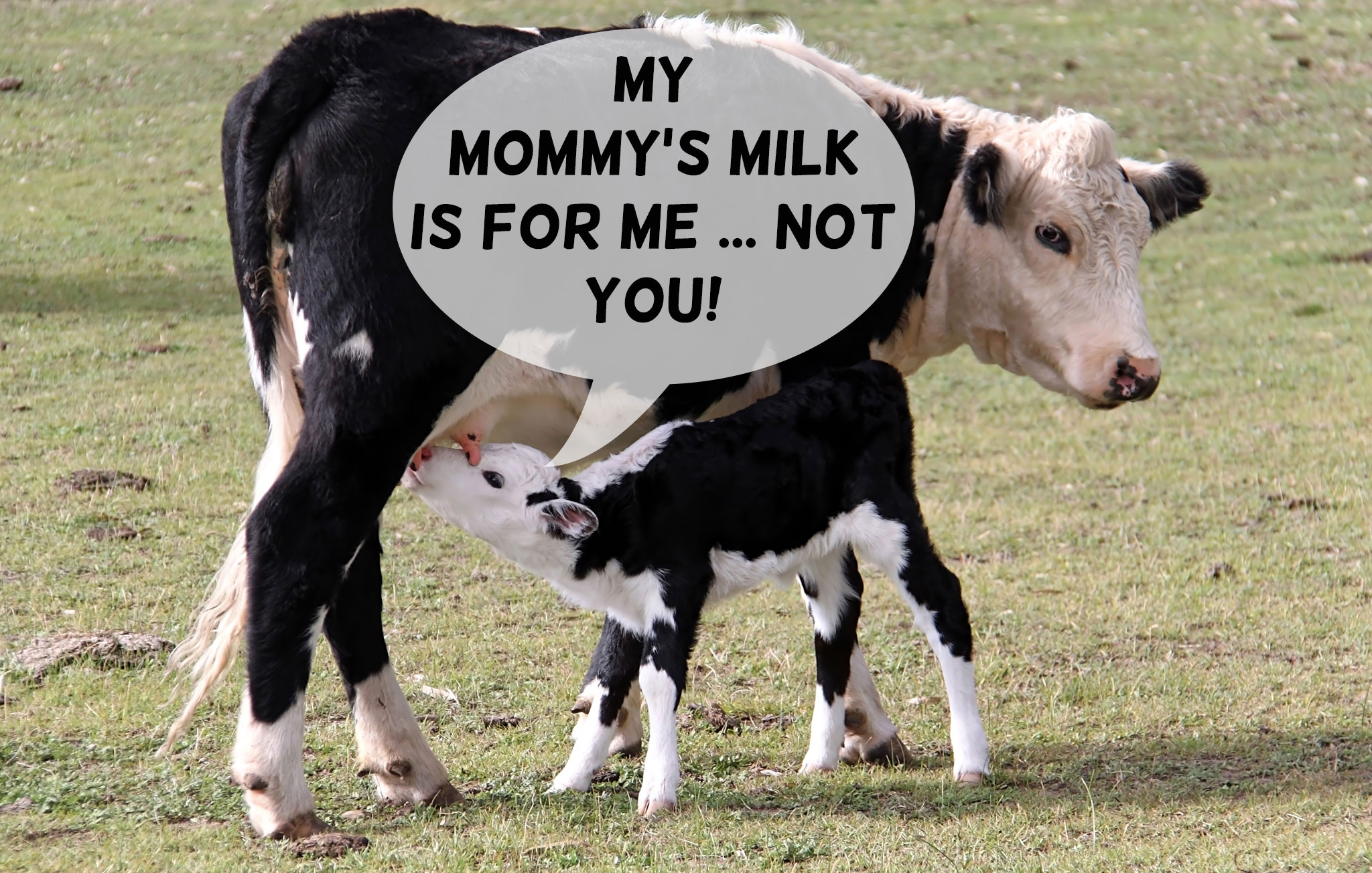 Dairy Cow Mom Calf Baby Drinking Milk