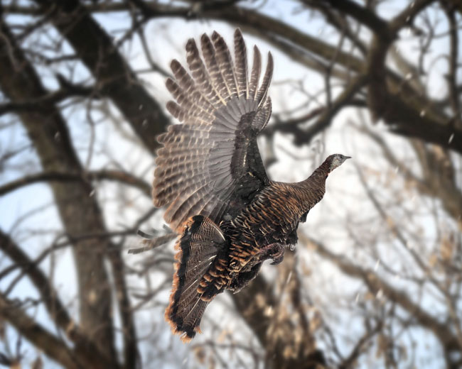 Flying Turkey