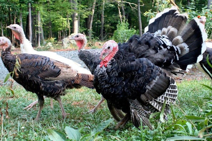 Turkeys Traveling in Pack