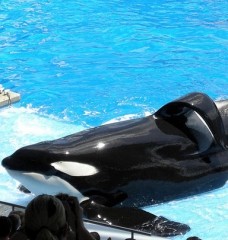 help peta save the whales and other animals at seaworld