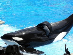 help peta save the whales and other animals at seaworld