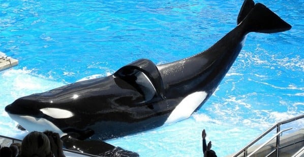 help peta save the whales and other animals at seaworld