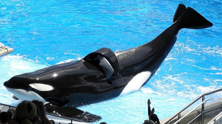 SeaWorld Orca Collapsed Dorsal Fin