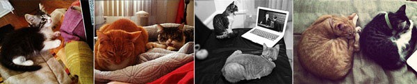 Indoor Cat Collage