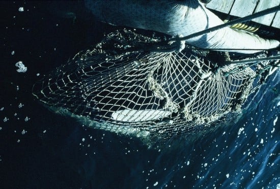 Orca In Net