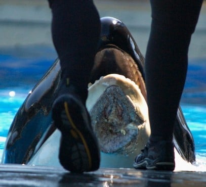 Orca Injury