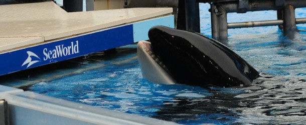 Orcas at SeaWorld are confined to cramped tanks that would be the equivalent of having a bathtub for a "home" for your entire life.