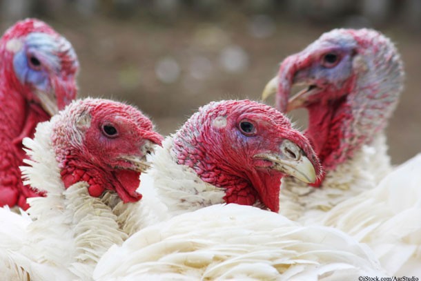 Four White Turkeys Looking at Camera