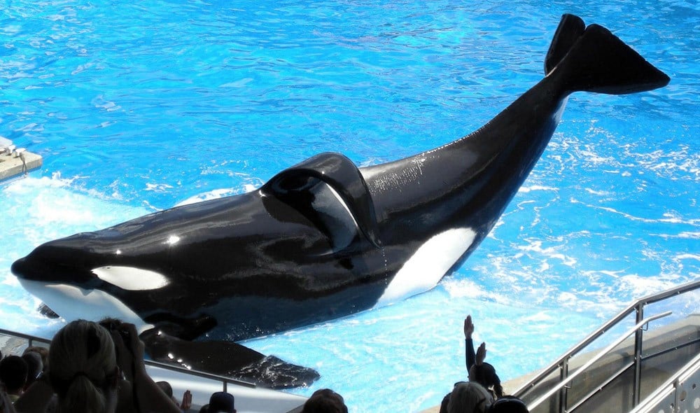 orcas used for entertainment