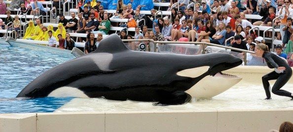 tilikum-trick-seaworld