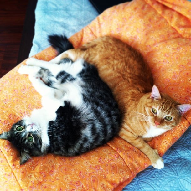 Two Cats on Orange Blanket