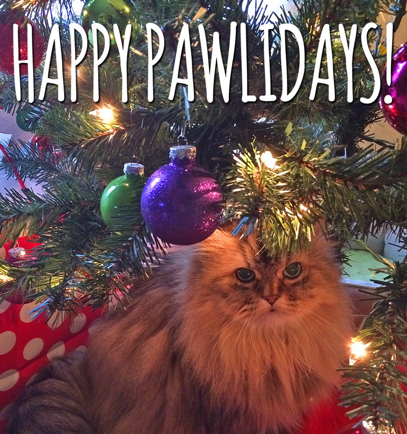 Cat Under Christmas Tree