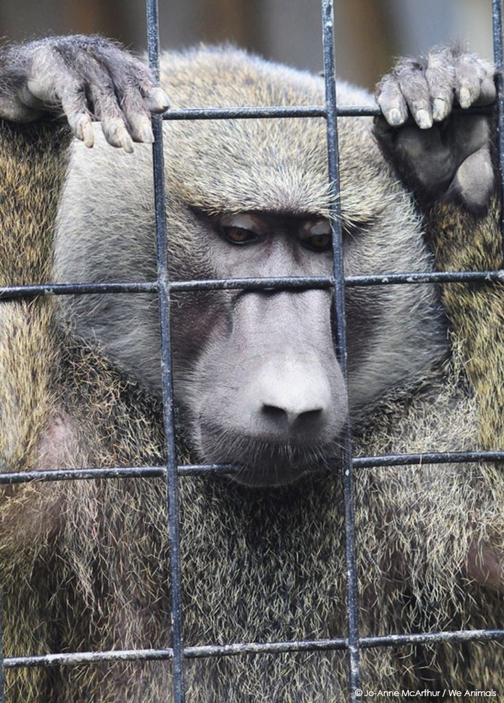 Baboon-At-Zoo