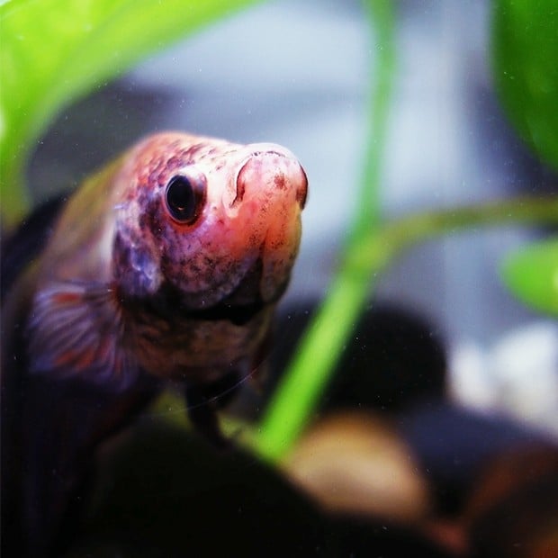 Betta-Fish-With-Rocks