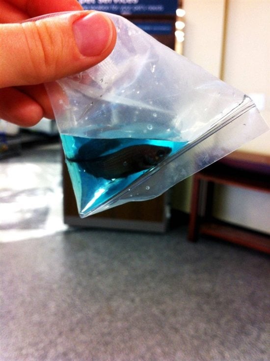 Betta Fish in Blue Dyed Water