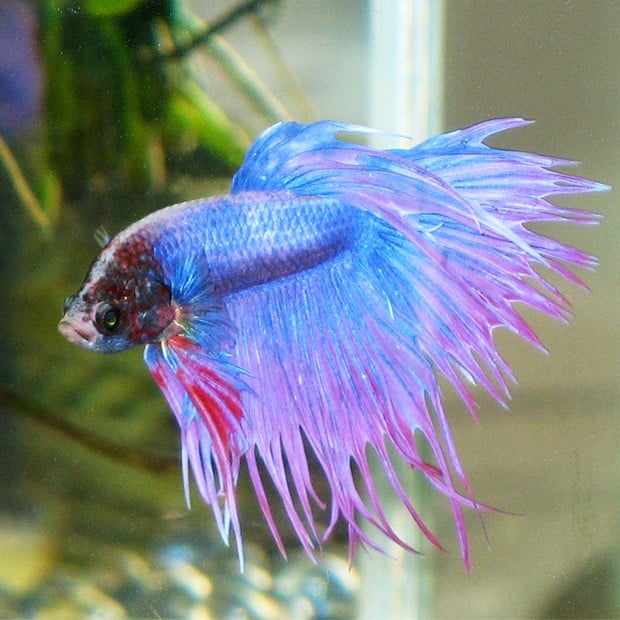 Blue-Betta-Fish