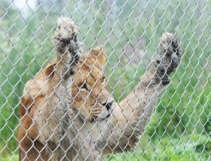 Research Topic: The Truth About Zoos