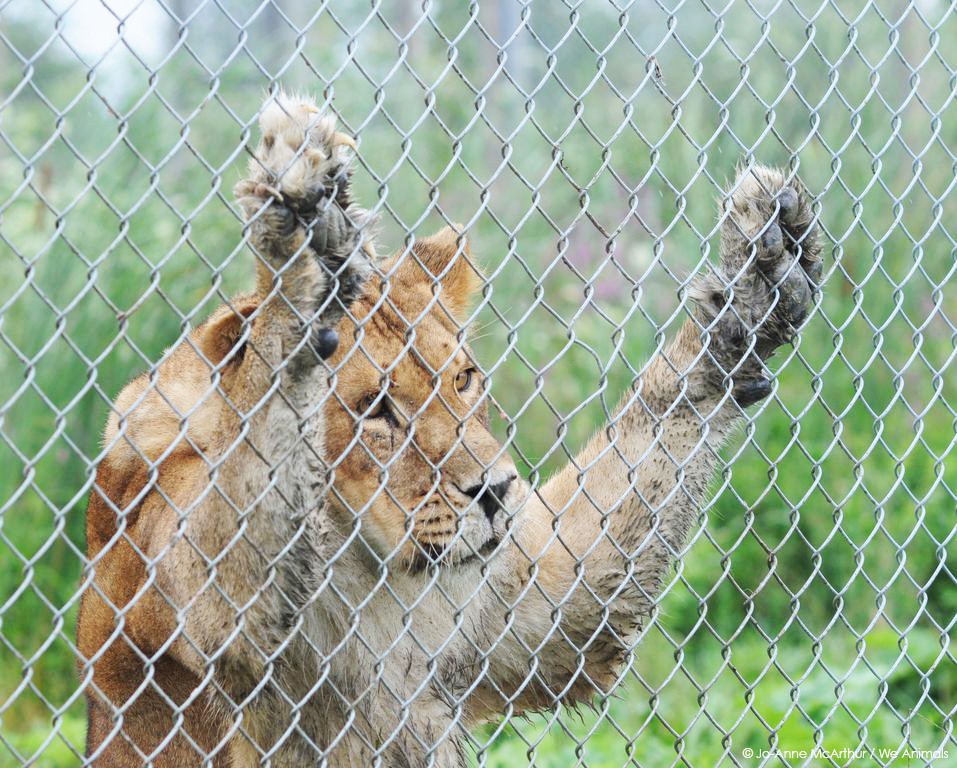 Trauriger LÃ¶we im Zoo