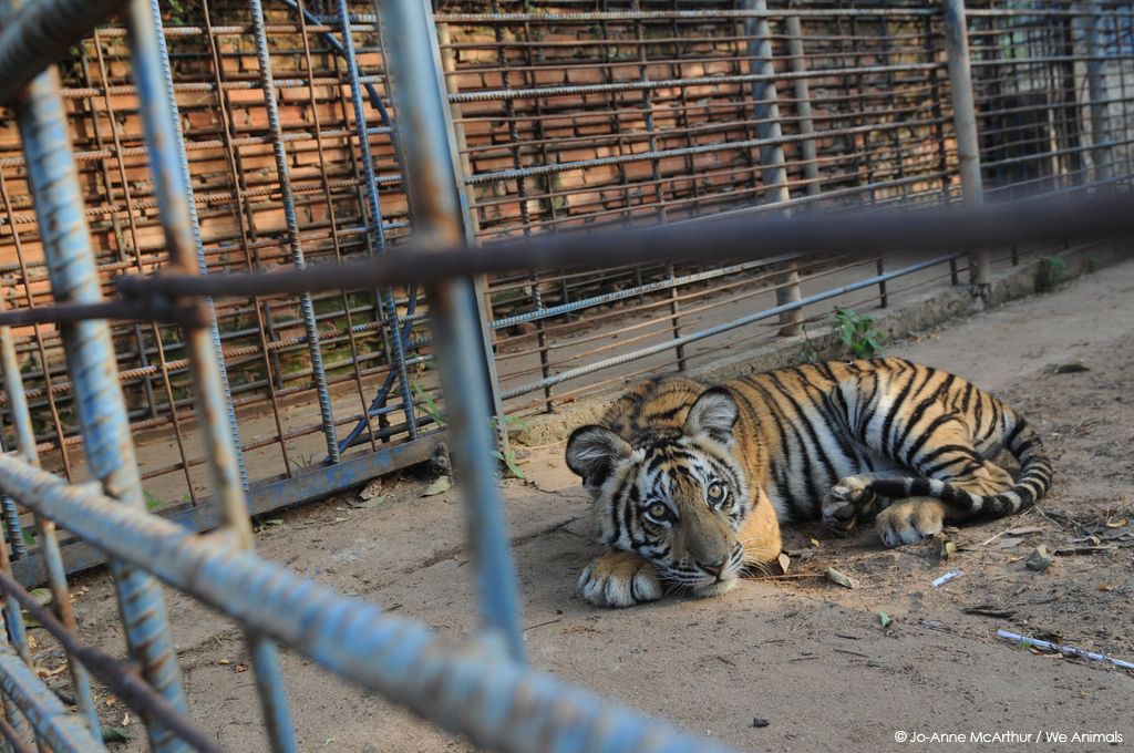 Tiger im Zoo